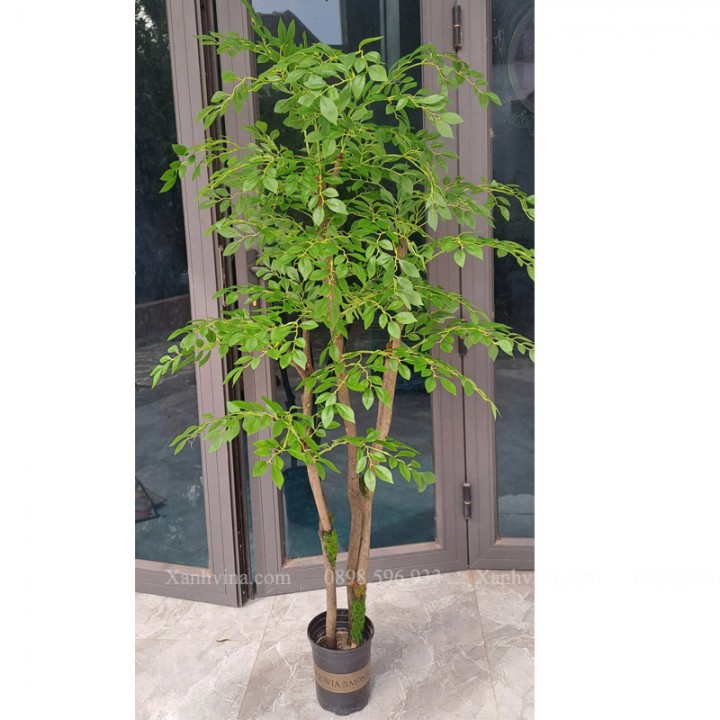 cây nam thiên trúc giả KT 150cm thân gỗ